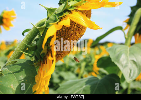 Bee a volare su un girasole Foto Stock