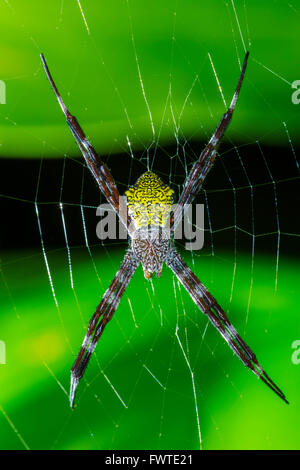 Hawaiian giardino spider Foto Stock