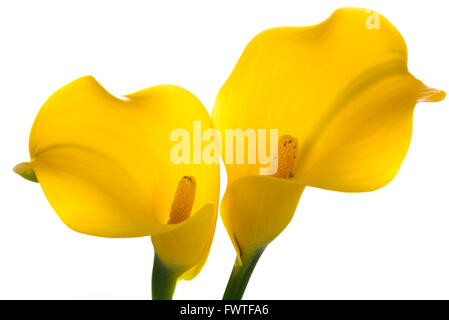Giallo Calla Lily su sfondo bianco Foto Stock