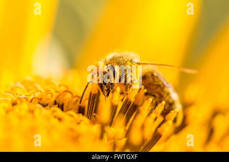 L'animale è seduta su un fiore in estate o in autunno il tempo. Molti piccoli orange il polline sul suo corpo. Importante per l'ambiente Foto Stock