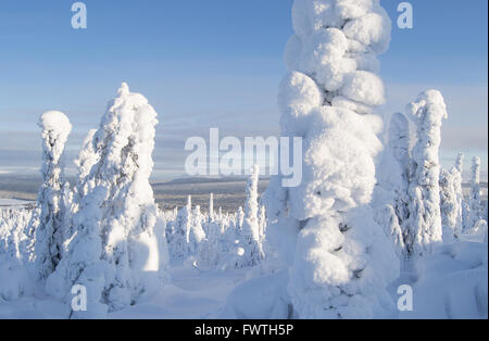 Coperta di neve alberi in fells della Lapponia finlandese Foto Stock