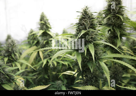 Medical marihuana, cannabis boccioli di fiori Foto Stock