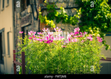 Blooming cosmos fiori su una strada della città sullo sfondo Foto Stock