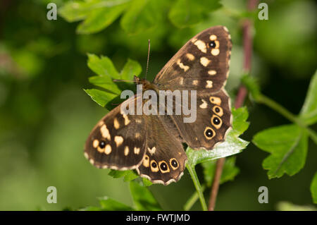 Un legno screziato (Pararge aegeria) farfalla su biancospino (Crataegus monogyna) foglie. Foto Stock