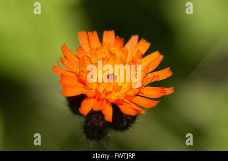 Una inquadratura ravvicinata di un arancione Hawkweed (Pilosella aurantiaca) fiore. Foto Stock