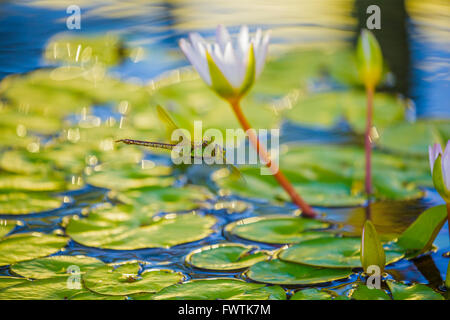 E Lilypads dragonfly, Maui Foto Stock