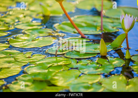 E Lilypads dragonfly, Maui Foto Stock