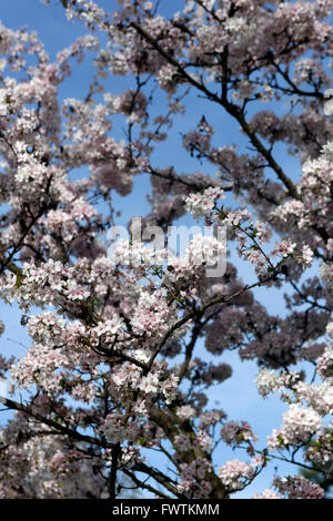 Prunus kurilensis 'Brillant' fiorisce nei rami primaverili Foto Stock