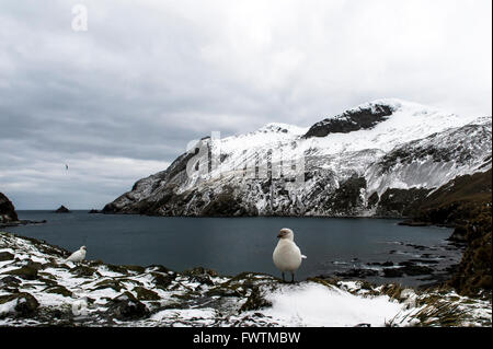 Snowy Sheathbill (Chionis albus) con montagne innevate sullo sfondo Elsehul, Georgia del Sud Foto Stock