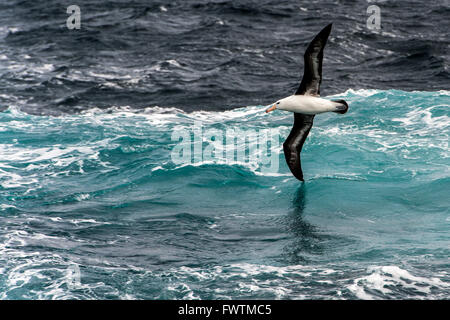 Nero-browed Albatross (Thalassarche melanophris) in volo Georgia del Sud Foto Stock