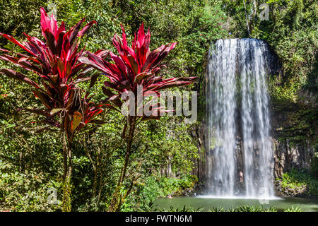 L'Australia del Queensland del Nord, Atherton altipiano, Millaa Millaa Falls Foto Stock