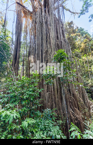 L'Australia del Queensland del Nord, Atherton altipiano, tendina Fig Tree Foto Stock