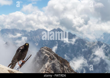 Gracchio alpino al Zugspitze top della Germania Foto Stock