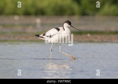 Un pied avocet camminando in acqua poco profonda Foto Stock