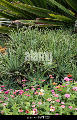 Aloe piante che crescono nel terreno Foto Stock