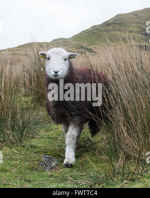 Herdwick pecora a Borrowdale, Lake District, Cumbria, Regno Unito (contrassegni rimossi digitalmente da orecchio tag) Foto Stock