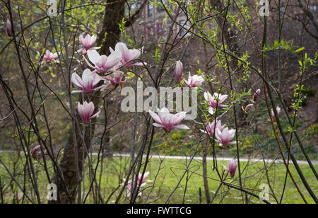 Piattino Magnolia (× Magnolia soulangeana) in fiore con fiori rosa e bianchi in primavera a Central Park di New York City Foto Stock