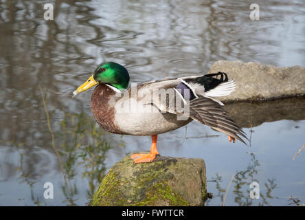 Maschi di anatra germano reale (Anas platyrhynchos) arroccata su una roccia in uno stagno con ala e gamba stesa Foto Stock