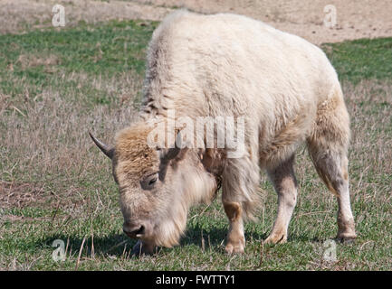 Un bianco bisonti americani il pascolo in un campo Foto Stock