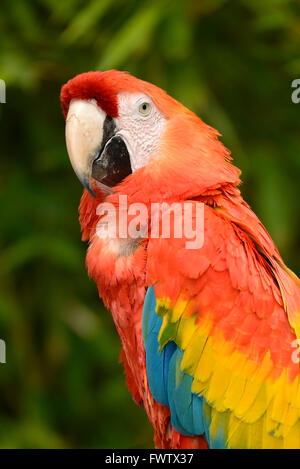 Ritratto scarlet macaw (Ara macao) Foto Stock