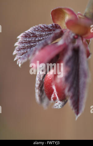 Nocciola bud e foglie Foto Stock