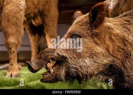 Close up porker dettagliata vista degli animali presso il Museo Nazionale di Praga. Foto Stock