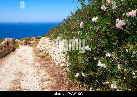 Oleandro fiori sul vecchio recinto in pietra vicino alla strada su Malta island con vista sul mar Mediterraneo Foto Stock