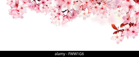 Trasognata Cherry Blossoms come un confine naturale, studio isolato puro su sfondo bianco, formato panorama Foto Stock