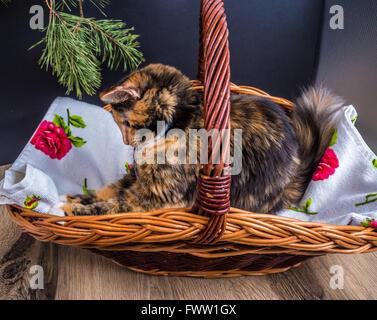 Piccolo tri-color gatto nel cestello in posa Foto Stock