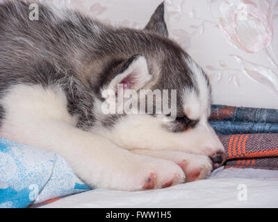 Carino siberian husky cucciolo con gli occhi blu Foto Stock