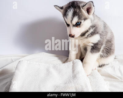 Carino siberian husky cucciolo con gli occhi blu Foto Stock
