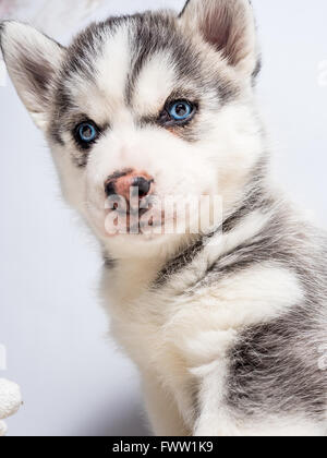 Carino siberian husky cucciolo con gli occhi blu Foto Stock