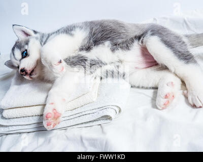 Carino siberian husky cucciolo con gli occhi blu Foto Stock