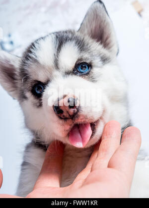 Carino siberian husky cucciolo con gli occhi blu Foto Stock