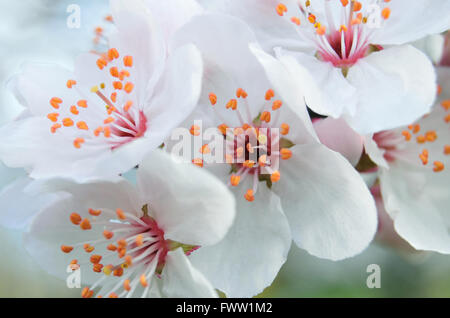 Close up di bianco fiori di susino, molto leggera profondità di campo Foto Stock