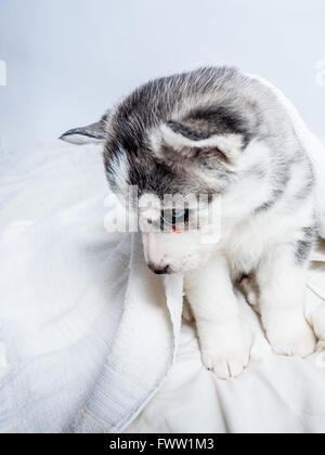 Carino siberian husky cucciolo con gli occhi blu Foto Stock