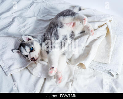 Carino siberian husky cucciolo con gli occhi blu Foto Stock