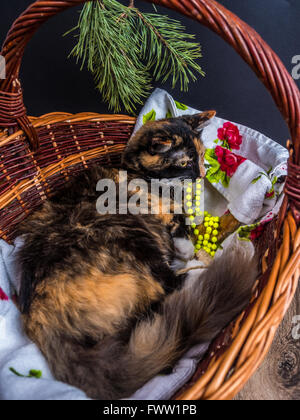 Piccolo tri-color gatto nel cestello in posa Foto Stock