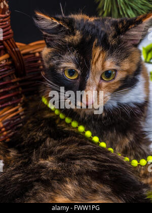 Piccolo tri-color gatto nel cestello in posa Foto Stock