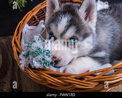 Carino siberian husky cucciolo con gli occhi blu nel cestello Foto Stock