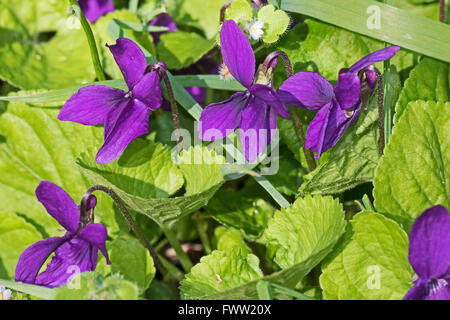 Dolci violette (Viola odorata) Foto Stock