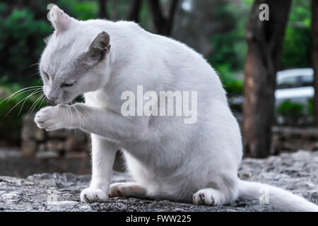 White cat leccare paw Foto Stock