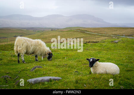Un premio per pecora e per i suoi agnelli pascolano su un nebbioso giorno sull'Isola di Skye in Scozia Foto Stock