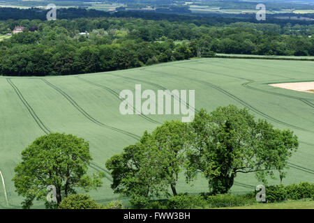 Guardando verso il basso su un campo di grano in ear con chiare linee tranviarie e alberi maturi nel fresco verde foglia, Berkshire, Giugno Foto Stock