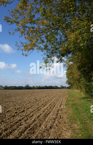 Appena trapanato minimamente seedbed coltivati per un raccolto di cereali con alberi modificando i colori autunnali, Berkshire, Ottobre Foto Stock