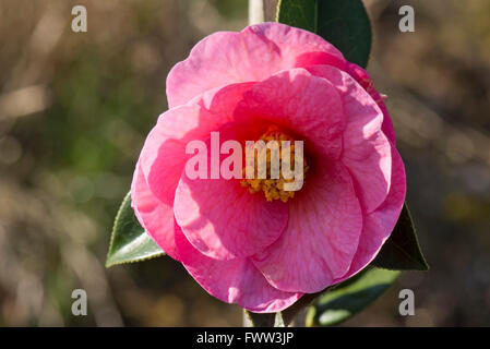 Un fiore di Camellia williamsii 'Brigadoon' su un giovane arbusto nel tardo inverno, Berkshire, Febbraio Foto Stock