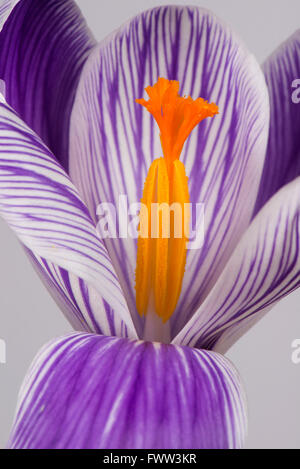 Fiore di un viola e crocus bianco luminoso con antere arancione e le stigmate, Febbraio Foto Stock