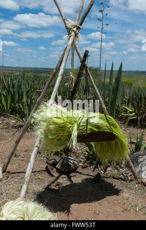 Essiccazione di fibre di sisal in campo, Nova Fátima, Alagoas, Brasile Foto Stock