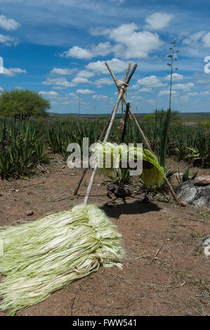 Essiccazione di fibre di sisal in campo, Nova Fátima, Alagoas, Brasile Foto Stock