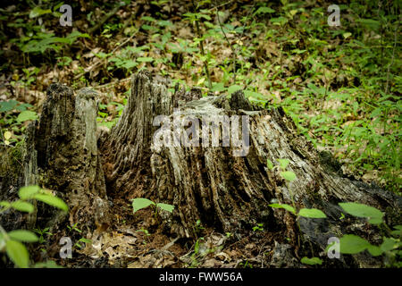 Decomponendo il ceppo di albero nei boschi. Foto Stock